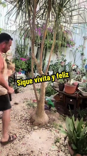 Cuidado de la Pata de Elefante: Guía para Su Desarrollo