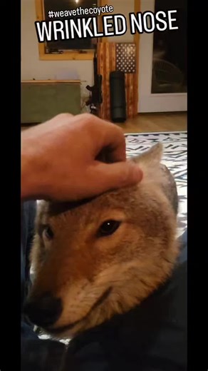 Playful Moments with Carl the Coyote