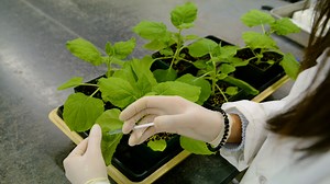 Author Spotlight: Microscopic Analysis of Protein Localization at Plasmodesmata in Plants