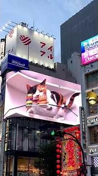 歌舞伎町LIVEカメラ: 東京 新宿 歌舞伎町トー横前ライブcamera #godzillasquare #shinjukutokyo #kabukichotower