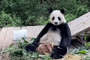 Panda stares down zookeeper for badly thrown apple