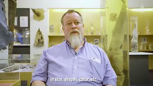 974 reactions · 1.3K shares | There is an Icelandic Phallological Museum. Yup. | Great Big Story | Facebook