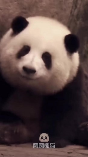 Panda Hua Hua cò le ( Hoa Hoa idol trong giới Panda biz ) có thể bị lưu ban vì ko đủ cân nặng 😅 #xuhuong #1 #hoahoapanda #ipanda #pandahuahua #panda #t_lin520