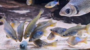 23K views · 394 reactions | Redtail split fin feeding frenzy 殺 and a cheeky flagtail tetra camera bombing 藍❤️ | Pier Aquatics | Facebook