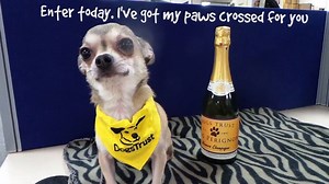 3.3K views · 315 reactions | Our Spring Raffle has a top prize of £7,500! And just like our dogs, our prizes come in all shapes and sizes - as we’re giving away 6 other cash prizes, too! But if you want to get your paws on one, you’ll have to be quick - we need your entries by the 25th May! Call 0207 833 7672 to get your book of tickets. For more information, visit: https://www.dogstrust.org.uk/get-involved/fundraising/raffles/ | Dogs Trust | Facebook