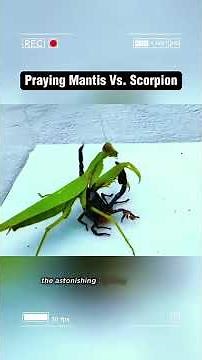 Praying Mantis vs Black Scorpion Video #mantis #mantisvsscorpion