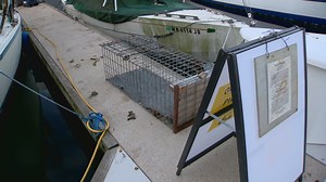 Otter attacks child, drags them underwater at Bremerton Marina