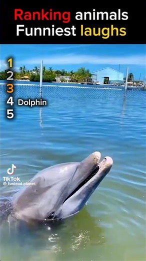 Donkeys laughing are so funny 😂 #animals #funny #laugh