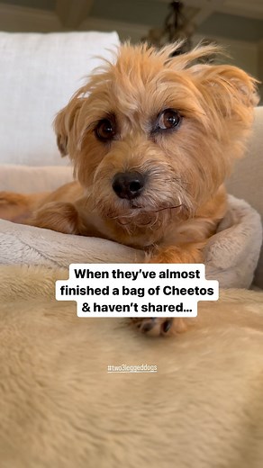 Drop a #cheeto and no one gets hurt #pippadog #cheetos #two3leggeddogs #rescuedog #jeanie #dogreels | Jeanie & Pippa; Two 3-Legged Dogs