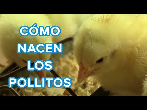 Cómo nacen los pollitos | Vídeo educativo para niños