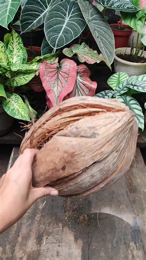 How to make turus from coconut fiber #turus #plant #planttips #gardening #diy | Anaa Koorneia