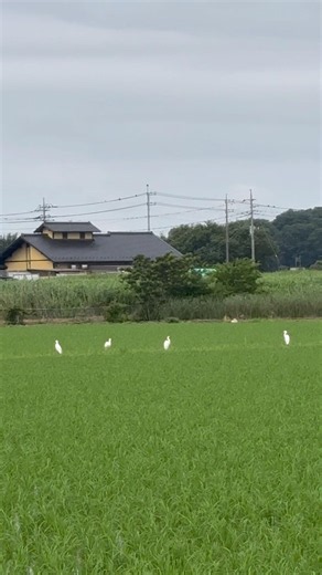 🕊️白鷺たちが、順番に飛び立っていきました。