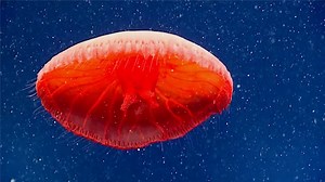 Remarkable Footage of a New Species of Red Jellyfish