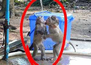 22K views · 2.1K reactions | Look Amazing Baby Angel, Jandy & Alien Stand up By 2 Legs and Drink Water | Monkey Family | Facebook