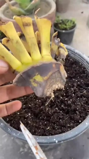 #garden #gardening #plant #planting