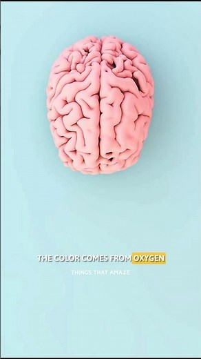 The true color of the human brain! #thingsthatamaze #facts #shorts