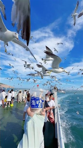 Crazy Hungry Seagulls Attack! 🤯 #seagull #seagulls