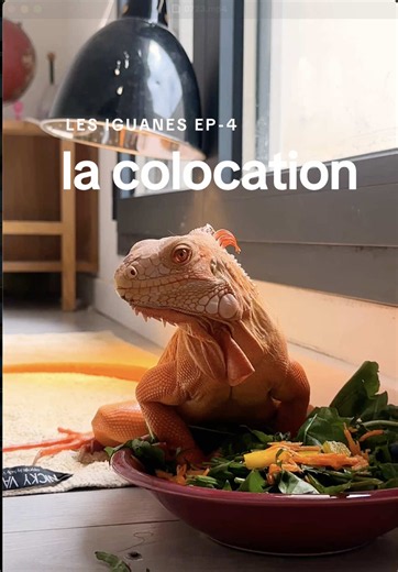 Volière pour Iguane : Le Nouveau Chez-Soi de Penny !