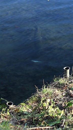 Milton Abbas is one of the best pike venues in the country and the scene of the late great Bernard Cribbins personal best. In this FISHFLIX.online film we celebrate this lake and the capture alongside teaching you my approach for still water pike #joinnow Fishflix.online | Martin Bowler