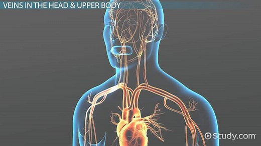 Major Veins of the Body | Overview, Anatomy & Functions