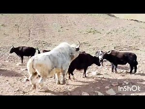 Most powerful New yak meeting ||Yak vs cow||