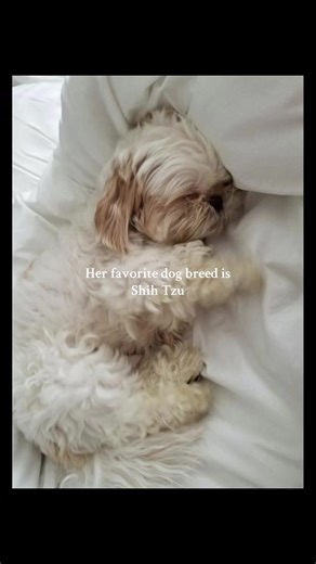 Shih Tzu: The Beloved Dog Breed for Dog Lovers