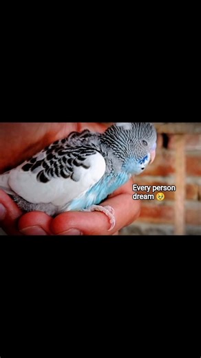 Dreams of birds breader ☺️ |This parrot 🦜is result of redeye badges and simple🌈|#birds#like#pets❤️