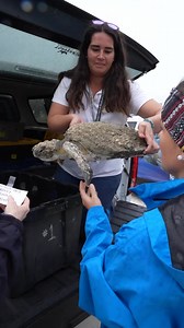 251K views · 3.7K reactions | With another cold snap hitting Florida, 13 more endangered sea turtles arrived at our Sea Turtle Rehabilitation Center bringing our total to 41  | The Florida Aquarium | Facebook