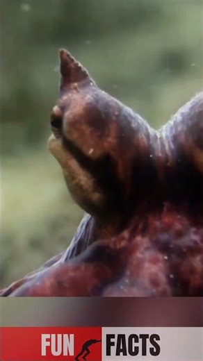 The Octopus That Can Become Anything 😱🐙 #mimicoctopus