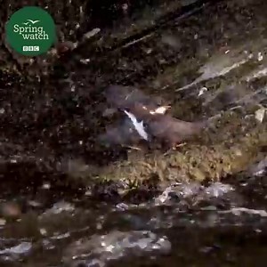 167K views · 292 reactions | Caddisfly emerging en masse is a spectacular sight to see, but this is happening less and less on the scale that it once did. They're a crucial food for river inhabitants!  #Springwatch #Gardenwatch | BBC Springwatch | Facebook