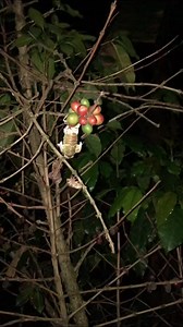 717K views · 4K reactions | Satipo Selva Central #Satipo #peru #turismodeaventura | Selva Central Perú | Facebook