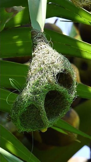 Amazing Weaver Bird Build New Home 286