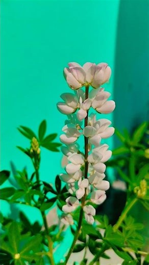 Flipkart flower seed germination review #lupin flowers #flowers #music #nature