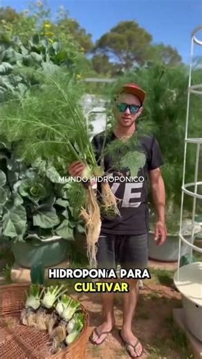 Learn to grow your own food 🍅🥬 in your own hydroponic garden at home #Hydroponics