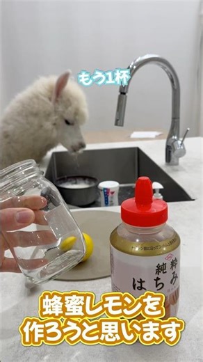 Honey-pickled lemons made with alpacas #alpaca