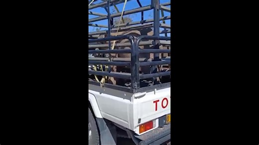 54K views · 1.2K reactions | (2/13) Transporting a calf isn’t just a...