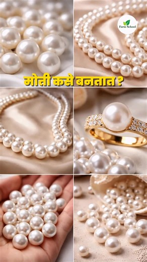 Farm School Agro Solution Pvt. Ltd. on Instagram: "मोती कसे बनतात! मोतीपालन अडव्हान्स प्रॅक्टिकल ट्रेनिंग + व्यवसाय उभारणी मार्गदर्शन पुणे लोकेशन ला येणारी बॅच २४ जानेवारी (शनिवारी) आणि दुसरी बॅच २५ जानेवारी (रविवार) रोजी होईल. या बॅचमधीलही अर्धे सीट्स बुक झाले आहेत. ज्यांना हे ट्रेनिंग घ्यायचे आहे त्यांनी खालील नंबरवर संपर्क करावा. Farm School-7823854112 #farmschool #pearlfarming #punetraining #training #agriculture"