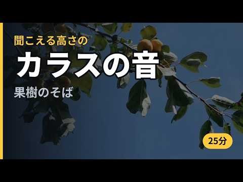 【カラス撃退音】鳥よけの音 25分｜鳥に届く高さで作りました