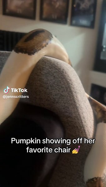 Pumpkin our pied ball python showing off her fav secret labs chair 💁‍♀️ #creatorsearchinsights #ballpythonsoftiktok #cute #snakesoftiktok #ballpython #pumpkinpied #piedbald