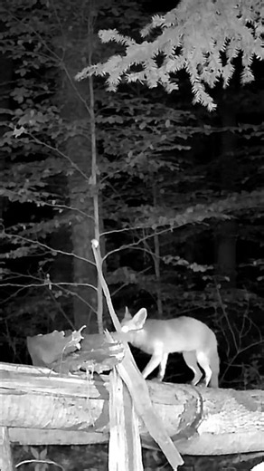 Foxes Prowling Through the Forest #wildlife #animals #shorts