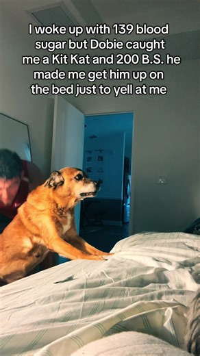I woke up with 139 blood sugar but Dobie caught me a Kit Kat and it rose my blood sugar to 200…He then Forces me get him up on the bed just to yell at me…we got him stairs coming in from Amazon soon! #fyp #type1 #diabetic #diabeticalertdog #servicedog