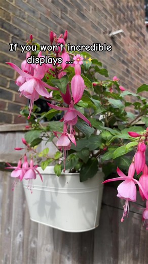 Fuchsia's are beautiful flowers - they bring loads of colour, and pollinators love them too! lants This collection gives you 6 different varieties of Fuchsia, but these are not to be confused with the summer annuals that you replace every year, these are the hardy shrub perennials. Eventually reaching around 1m height, these certainly are amazing plants. They want to be in a part shade position in the garden, that's. #gardening #tiktokmakemeplantit #tiktokmademebuyit #dealdops #fuchsia @YOU GARD