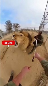 Lion attacks trainer at zoo 😮😮