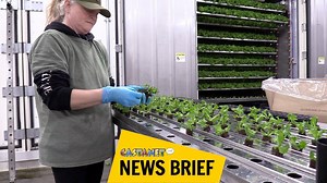 Armstrong cubic farmer can grow greens all day - every day