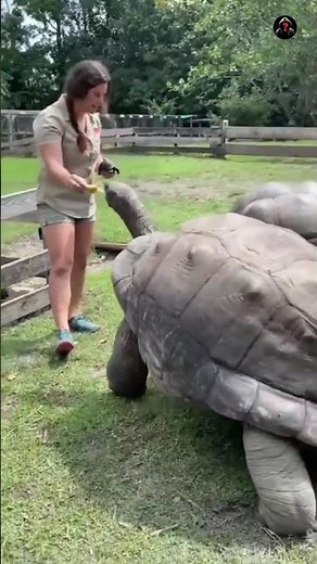 Why do turtles move so slowly ?