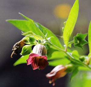 A Magical Herbalism Lesson About Belladonna (Deadly Nightshade)