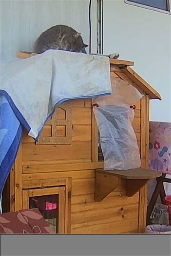 EA S181 - Bathing Cinnamon #cat #pet