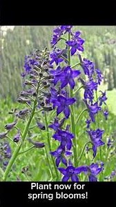 Native Perennial Flowers you can plant in winter for spring blooms! #fallgardening #flowergardening