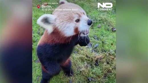 Berlin Zoo animals enjoy Christmas snacks and festive treats