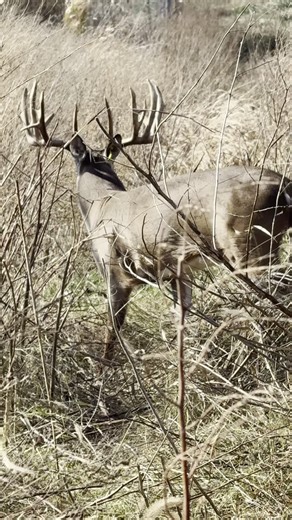 Samson's Whitetail Mountain on Instagram: "Typical 2026 618-771-3992.#deer #hunting"